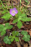Geranium maculatum
