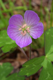 Geranium maculatum