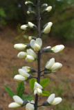 Baptisia alba