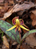 Erythronium umbilicatum ssp. umbilicatum