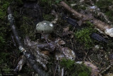 Russula virescens