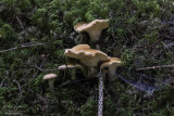 Hydnum repandum