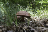 Boletus apendiculatus