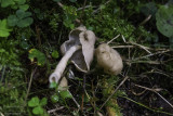 Helvella elastica