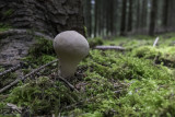 Lycoperdon perlatum