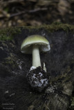 Amanita phalloides