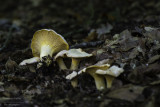 Cantharellus pallens