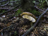 Paxillus atrotomentosus