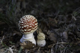 Amanita muscaria