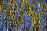 jaune et bleu 