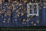 the neighbors barn