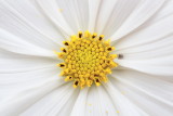 macroflower2.JPG