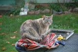 Emy