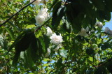 rose too