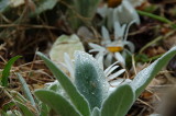 Morning Dew August 20