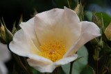 Morning Dew August 20