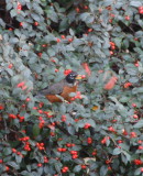 and a robin in a berry bush