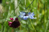 Nigella of multi layer petals