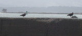 North Jetty 1.1.2017