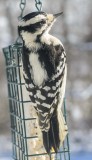 Downey Woodpecker (F)