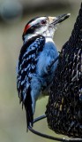 Downey Woodpecker, Male