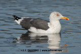 Gaviota Sombría (Larus fuscus)