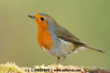 Petirrojo (Erithacus rubecula) 