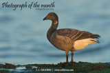 Barnacla carinegra (Branta bernicla)