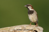 Gorrión Común (Passer domesticus)