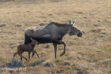 Moose and calf