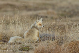 Red Fox
