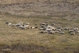 Reindeer Herd
