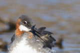 Red-necked Phalarope