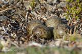 Ruddy Turnstone, nest