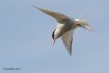 Arctic Tern