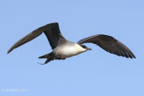 Long-tailed Jaeger