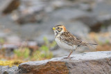 Lapland Longspur, Female