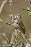Fox Sparrow
