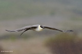 Long-tailed Jaeger