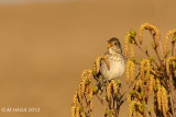 Gray-cheeked Thrush
