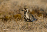 Pacific Golden Plover, female