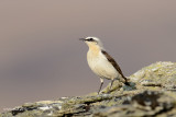 Northern Wheatear