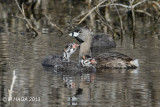 Pied-billed Grebe, juveniles with adult, Greenbryre, Saskatoon