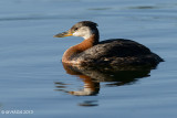 Red-necked Grebe, Chappel Marsh, Saskatchewan