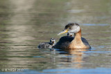 Red-necked Grebe, adult with juveniles, Lakeview Park, Saskatoon