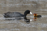 American Coot feeding young