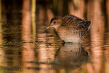 Sora, juvenile, Lakewood Park, Saskatoon