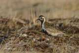 Pacific Golden Plover, female