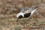 Black-bellied Plover, breeding plumage