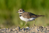 Killdeer